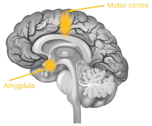 PDF p.6: 뇌 다이어그램(Motor cortex 및 Amygdala 위치)